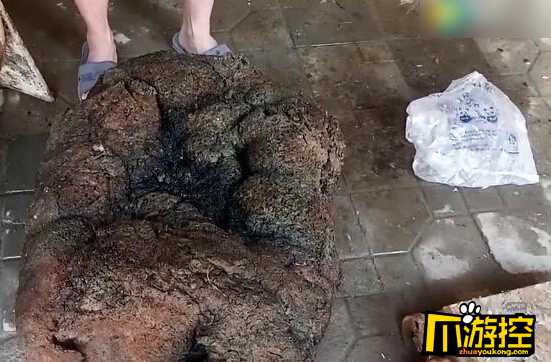 村民发现发现80公斤太岁引发关注-爪游控