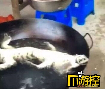 三男子网络直播棒杀扬子鳄 3人日前分别被判刑