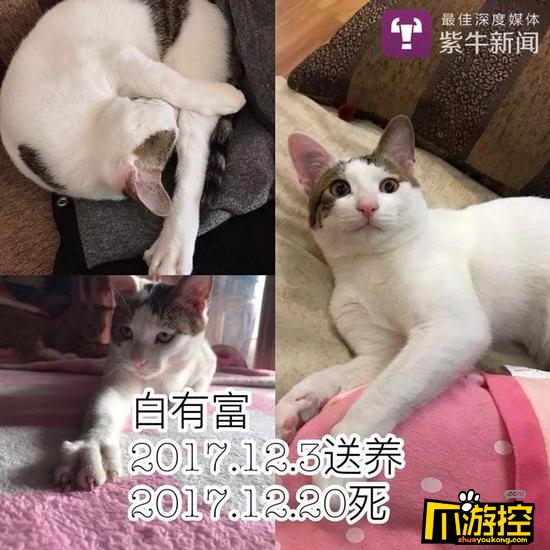 可怕!男子收养9只猫后相继摔死 背后真相令人胆战心惊3