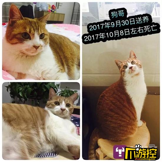 可怕!男子收养9只猫后相继摔死 背后真相令人胆战心惊2