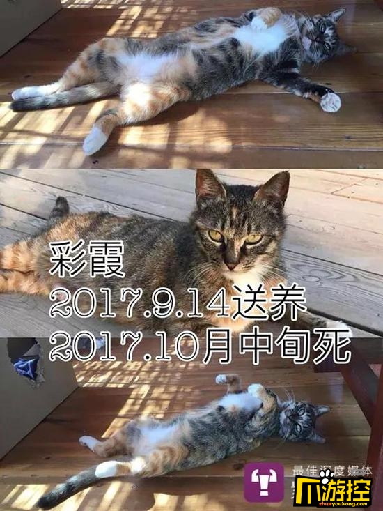 可怕!男子收养9只猫后相继摔死 背后真相令人胆战心惊