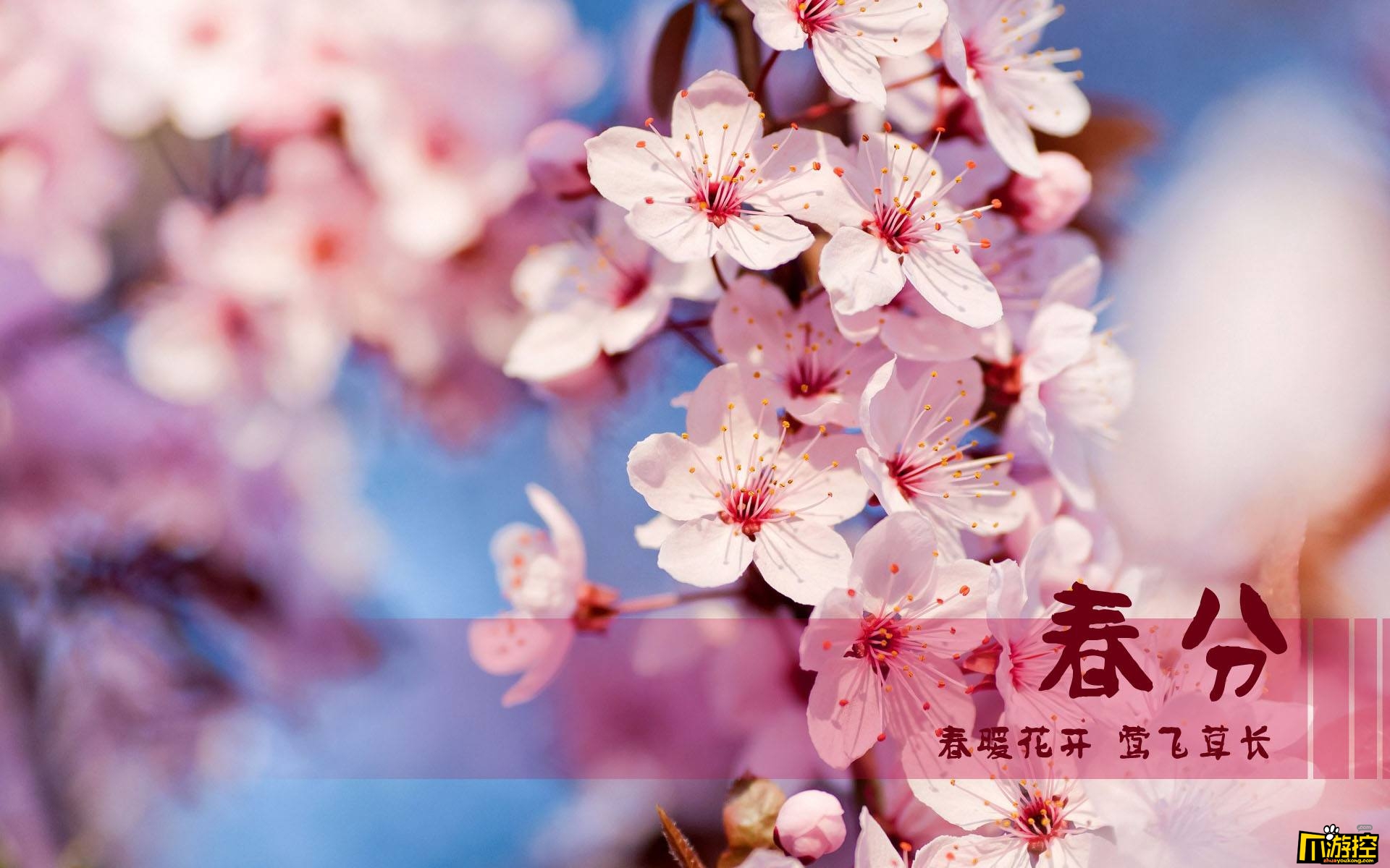 春分是什么意思   春分英文翻译:the spring equinox   分