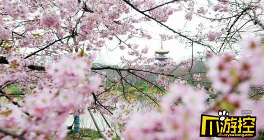 武汉东湖樱园樱花,明年樱花季我们再相约