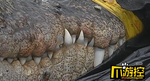 浙江路边现食人鳄 长达两米重200斤