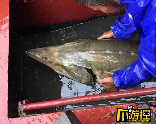 长江现凶猛食肉鱼 长2.12米重达200斤